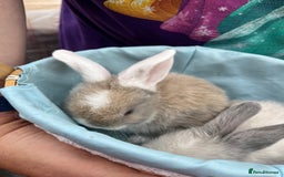 Mini Lop rabbits for sale: Autumn babies - Image 20
