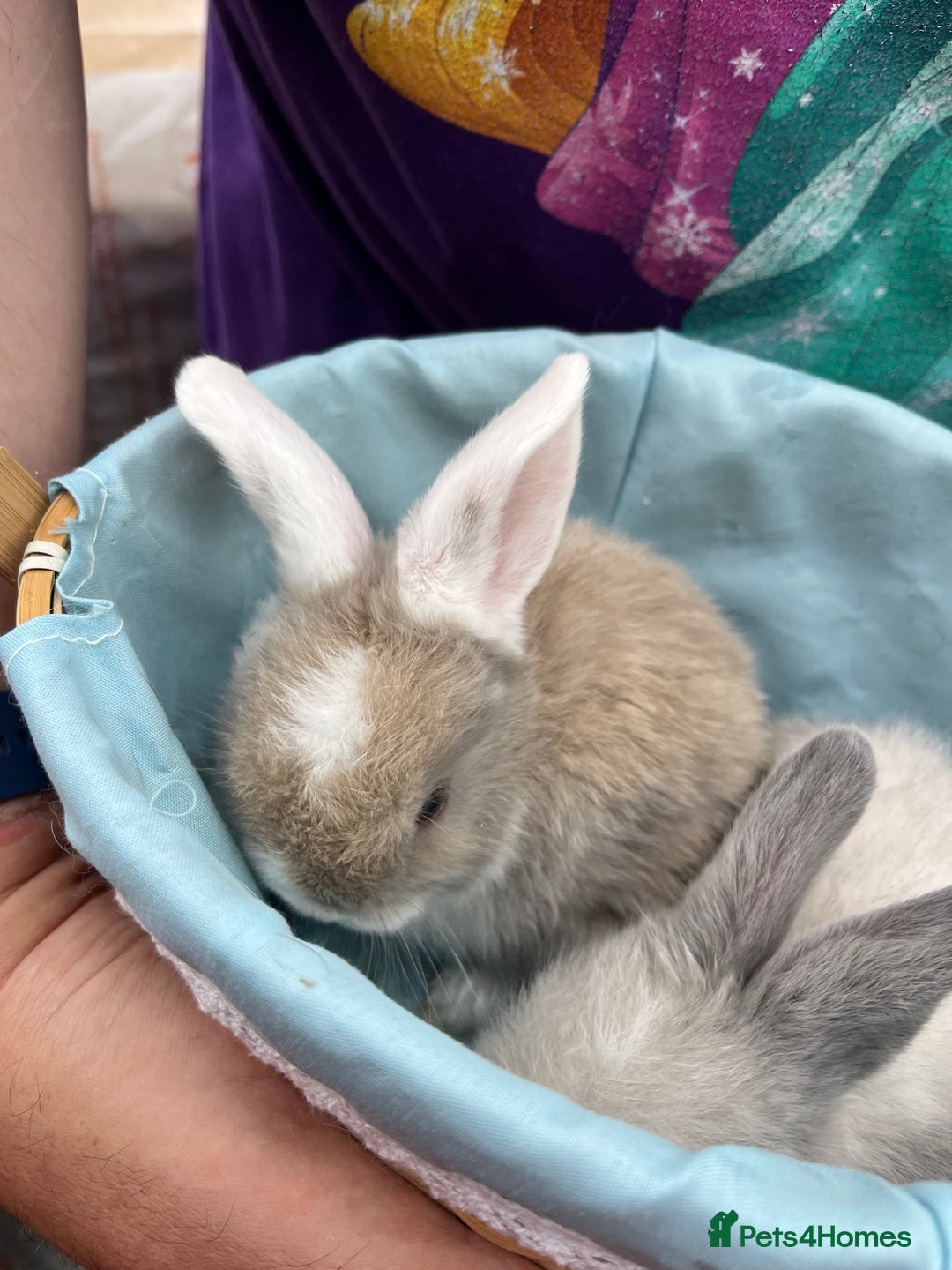 Mini Lop rabbits for sale: Autumn babies - Image 20