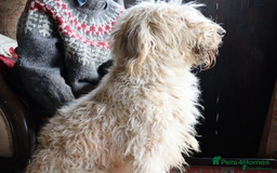 Labradoodle dogs for sale: Lovely Labradoodle Puppies Licenced Breeder - Image 3