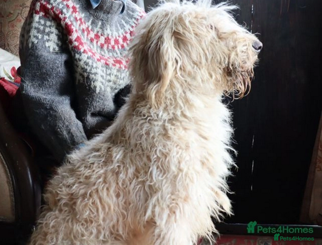 Labradoodle dogs for sale: Lovely Labradoodle Puppies Licenced Breeder - Image 3