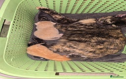Mixed Breed cats for sale: 3 beautifull kittens ready for 17/10/2025 - Image 4