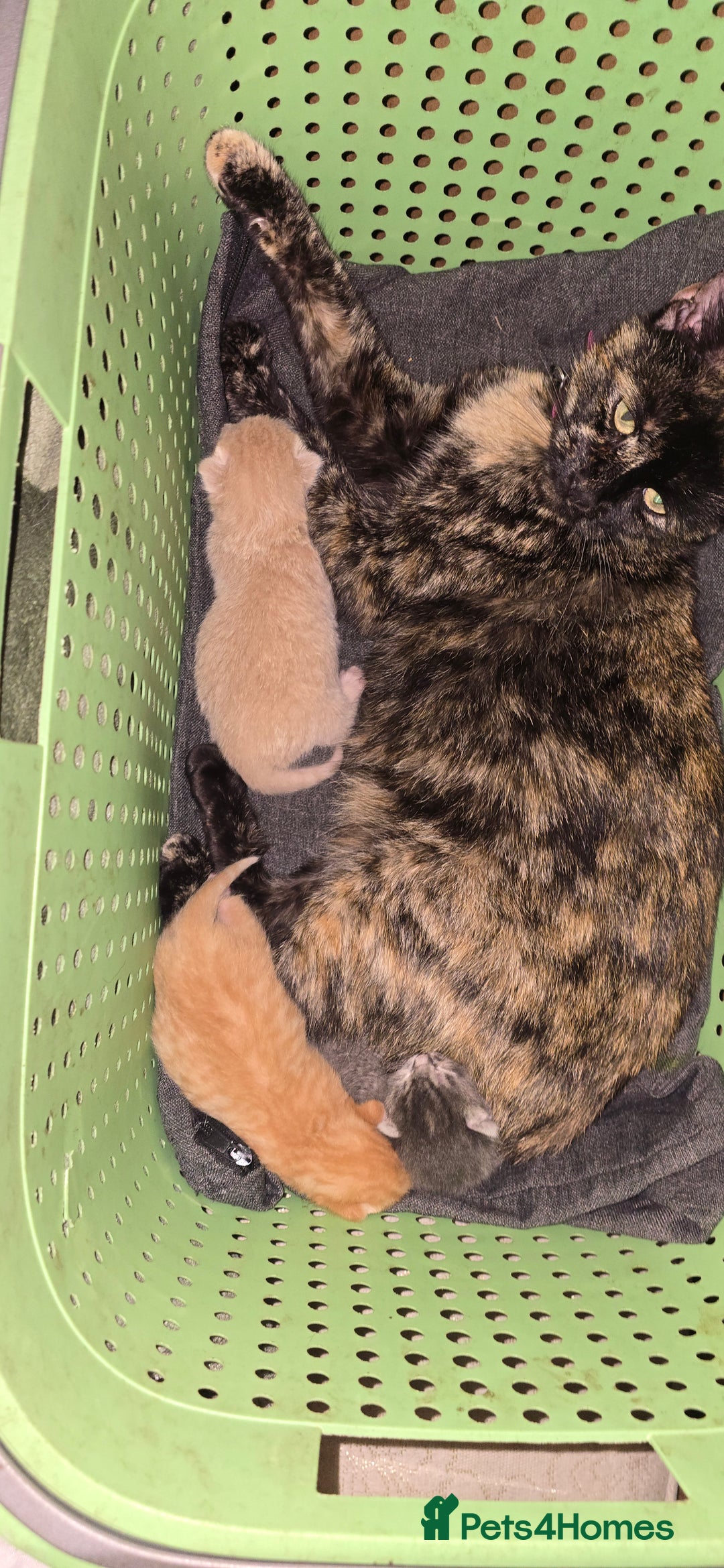 Mixed Breed cats for sale: 3 beautifull kittens ready for 17/10/2025 - Image 4