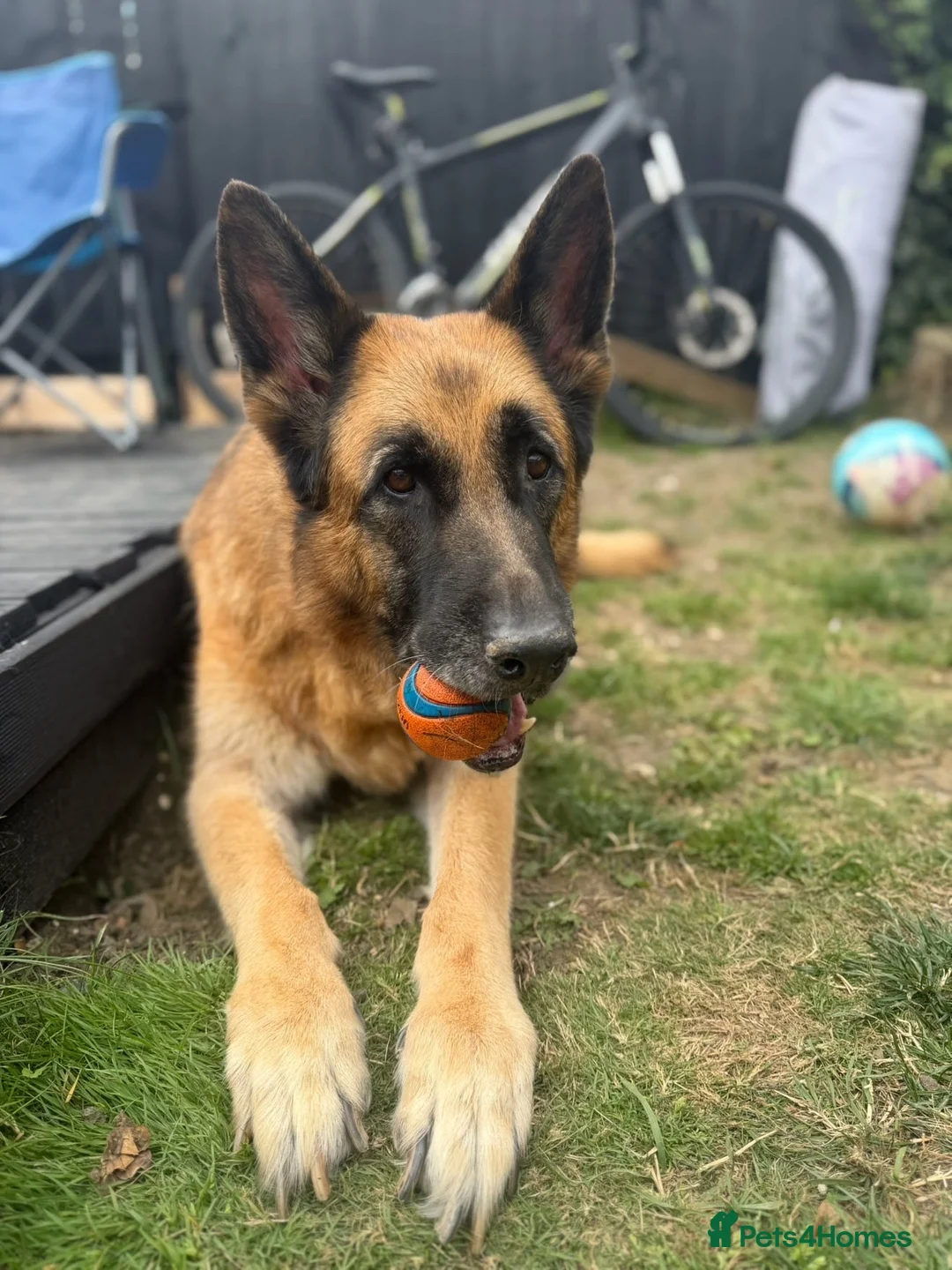 German Shepherd dogs for sale: German shephered REHOME in South Shields - Advert 2