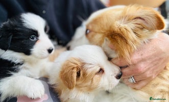 Border Collie dogs - Advert 1