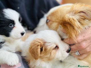 Border Collie dogs - Advert 4