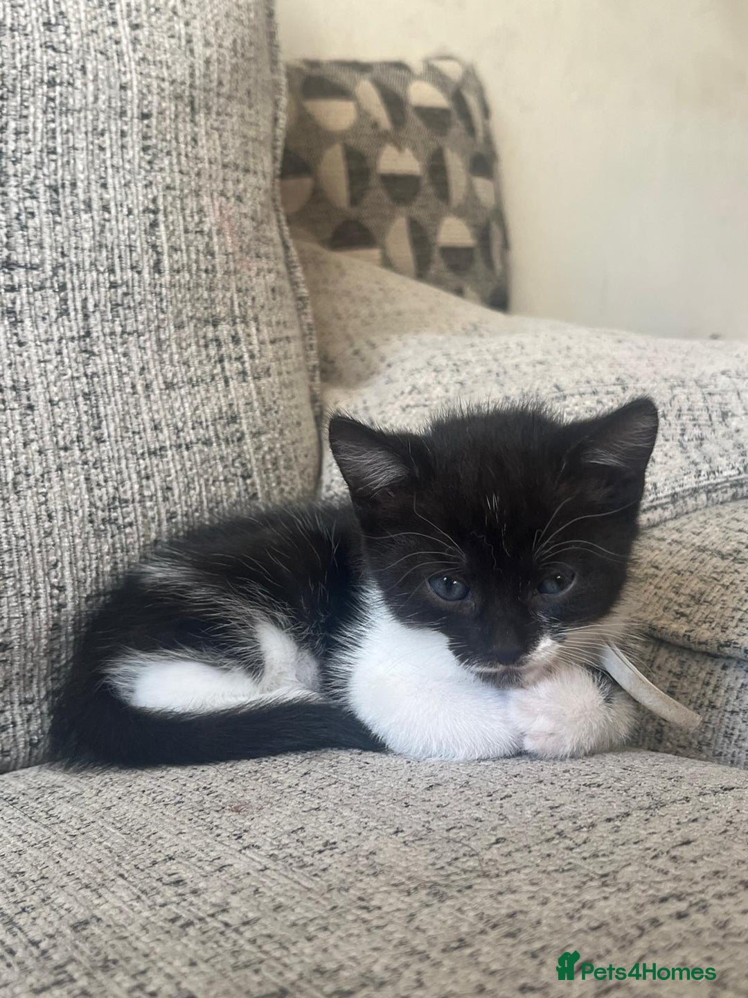 British Shorthair cats for sale: British shorthair cross kittens available  - Image 1