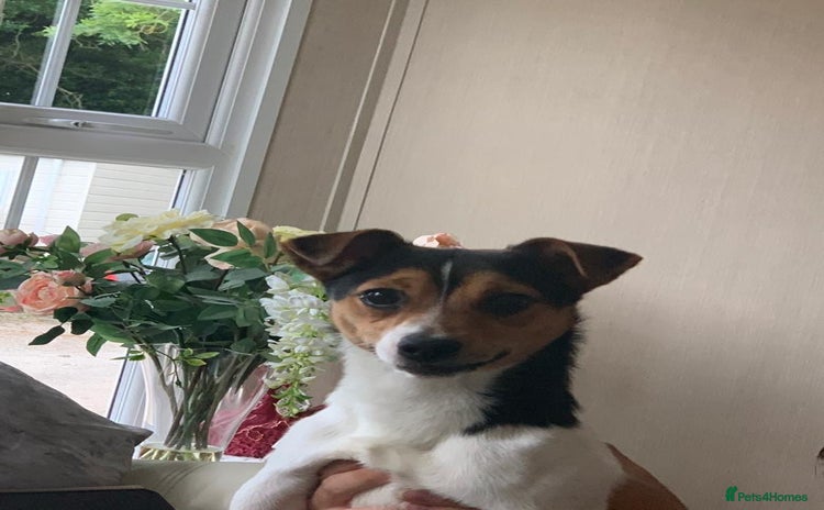 Jack Russell dogs - Advert 2