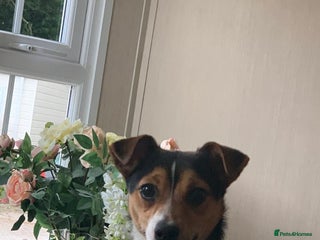 Jack Russell dogs for stud - Advert 1