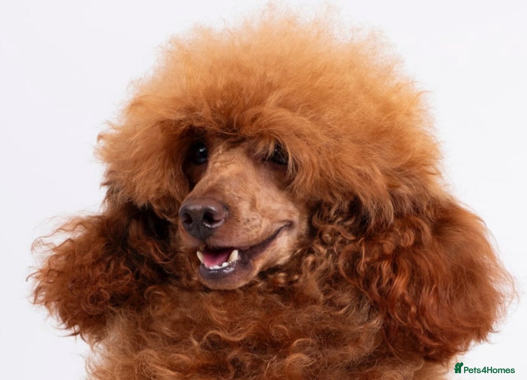 Toy Poodle dogs for sale: 2 TINY BOYS LEFT kc registered deep red toy poodle - Advert 9