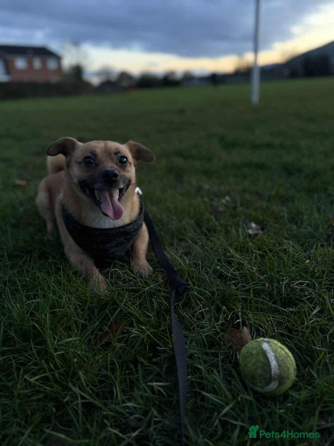 Mixed Breed dogs for adoption: TED   - Advert 6