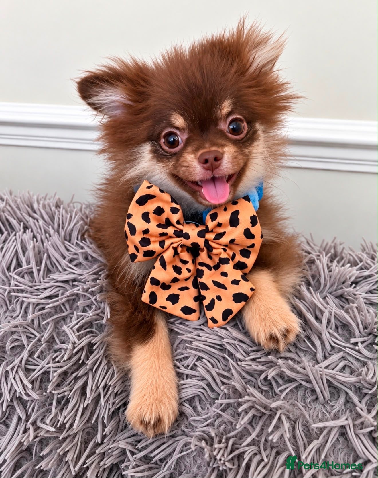 Pomchi dogs Chocolate Tan Fluffy boy !  - Advert 5
