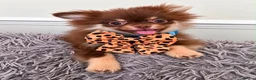 Pomchi dogs for sale: Chocolate Tan Fluffy boy !  - Advert 1