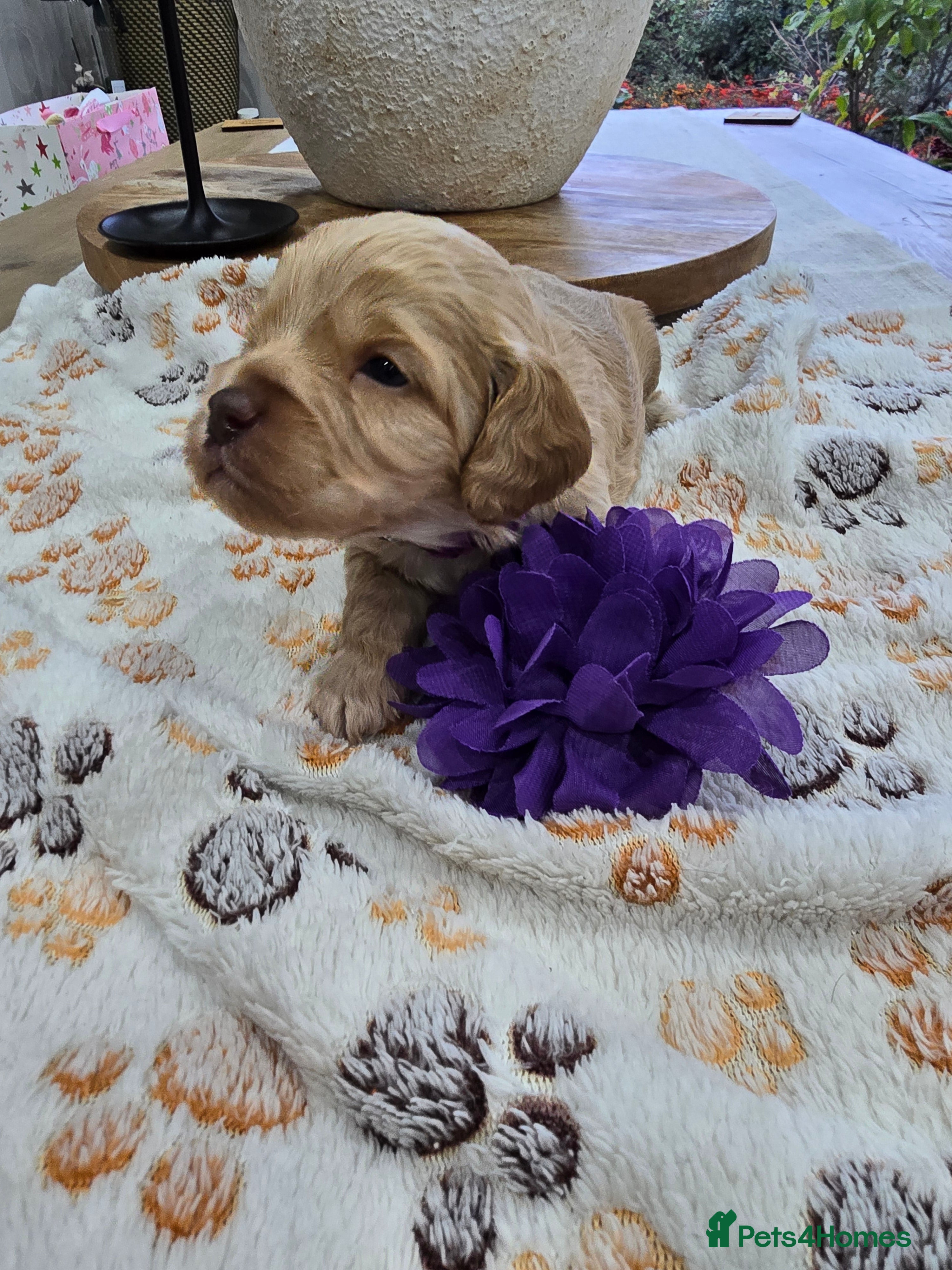 Cavapoo dogs Beautiful fully health tested cavapoo puppies  - Advert 1