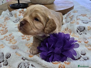 Cavapoo dogs Beautiful fully health tested cavapoo puppies - Advert 1