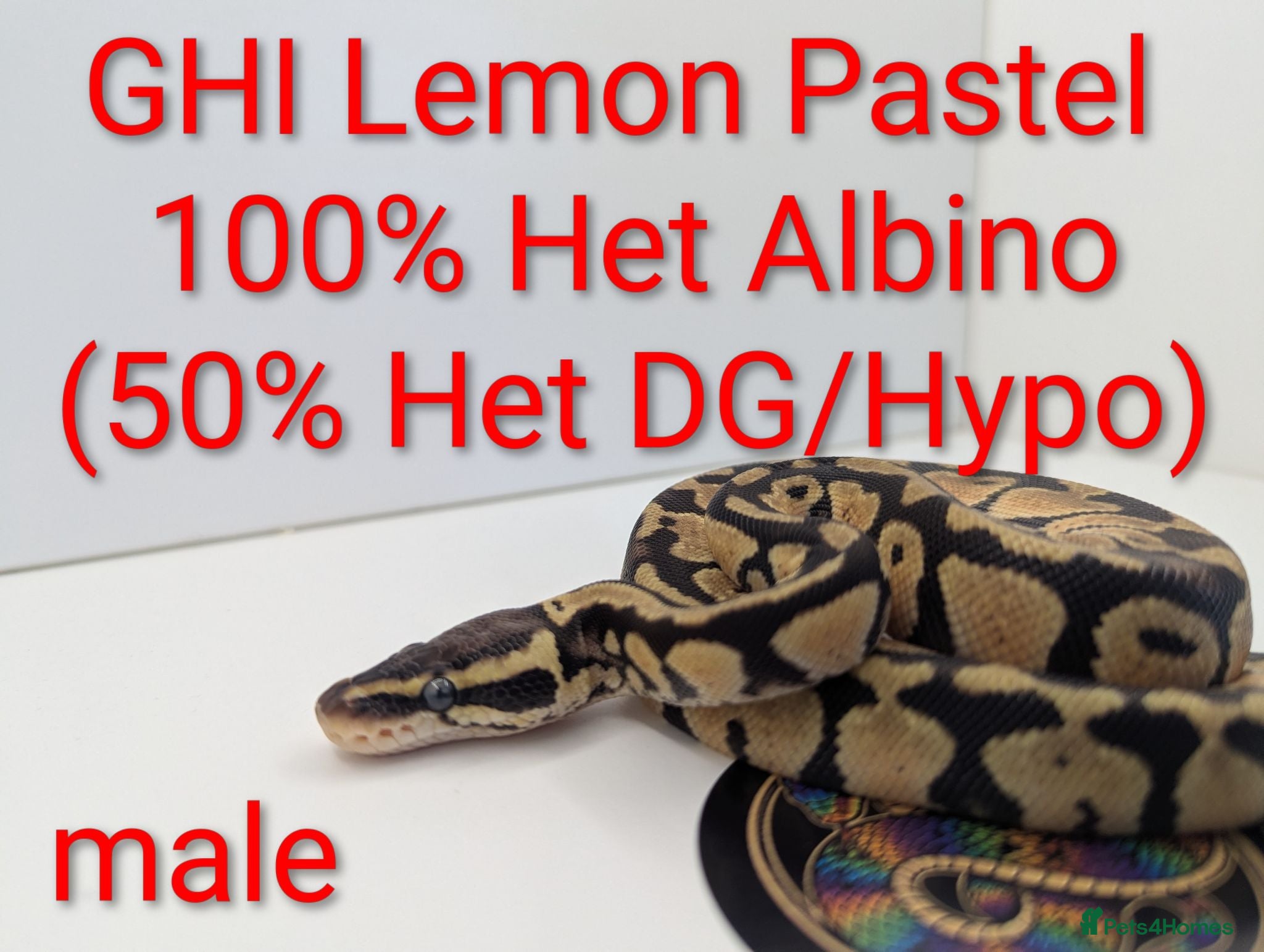 Python Snake reptiles Royal Python's  - Advert 11
