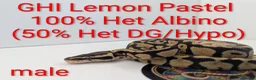 Python Snake reptiles for sale: Royal Python's  - Advert 1