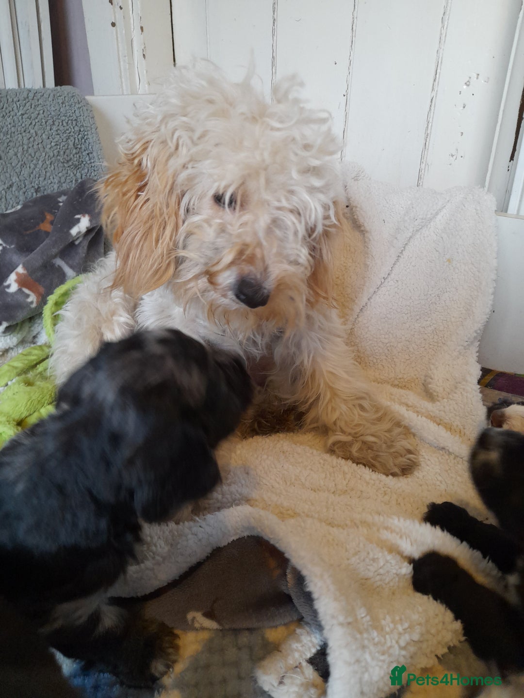 Sproodle dogs for sale: Gorgeous Sproodle pups. - Advert 2