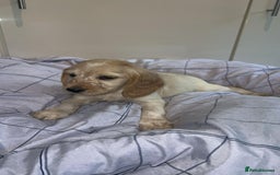 Cocker Spaniel dogs for sale: Cocker spaniel puppies - Image 7