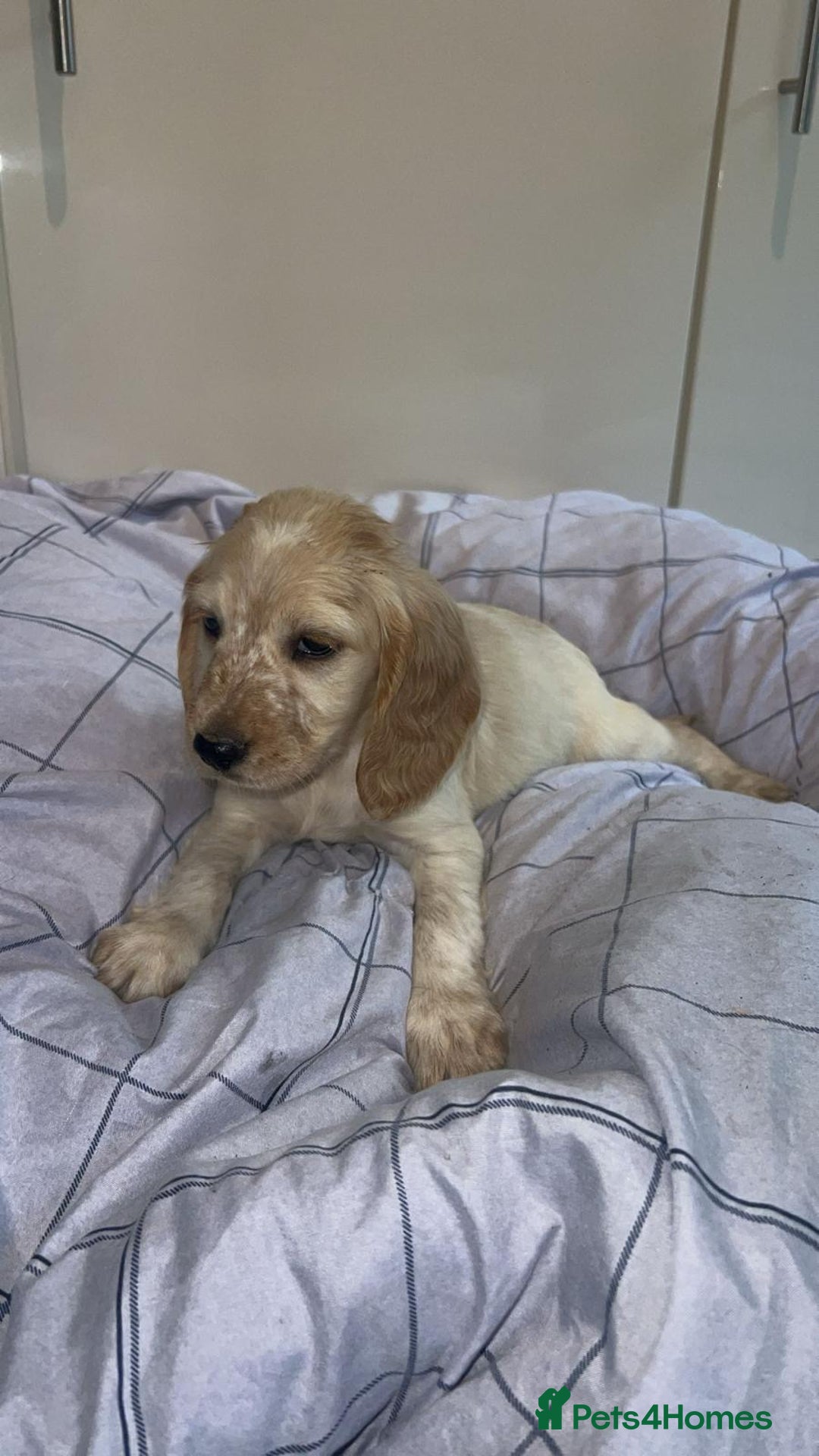 Cocker Spaniel dogs for sale: Cocker spaniel puppies - Image 7
