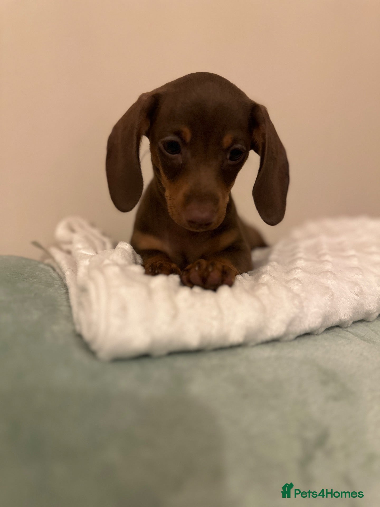 Miniature Dachshund dogs 🤍exceptional KC PRA clear🤍ready now  - Advert 2