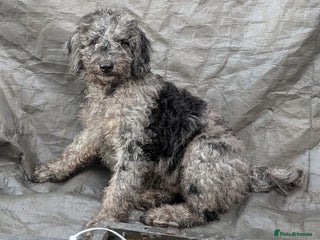 Australian Labradoodle dogs See me Live on YouTube Australian Labradoodles - Advert 9