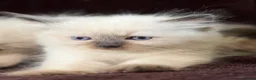 Ragdoll cats for sale: Beautiful Seal Point Kittens - Advert 8