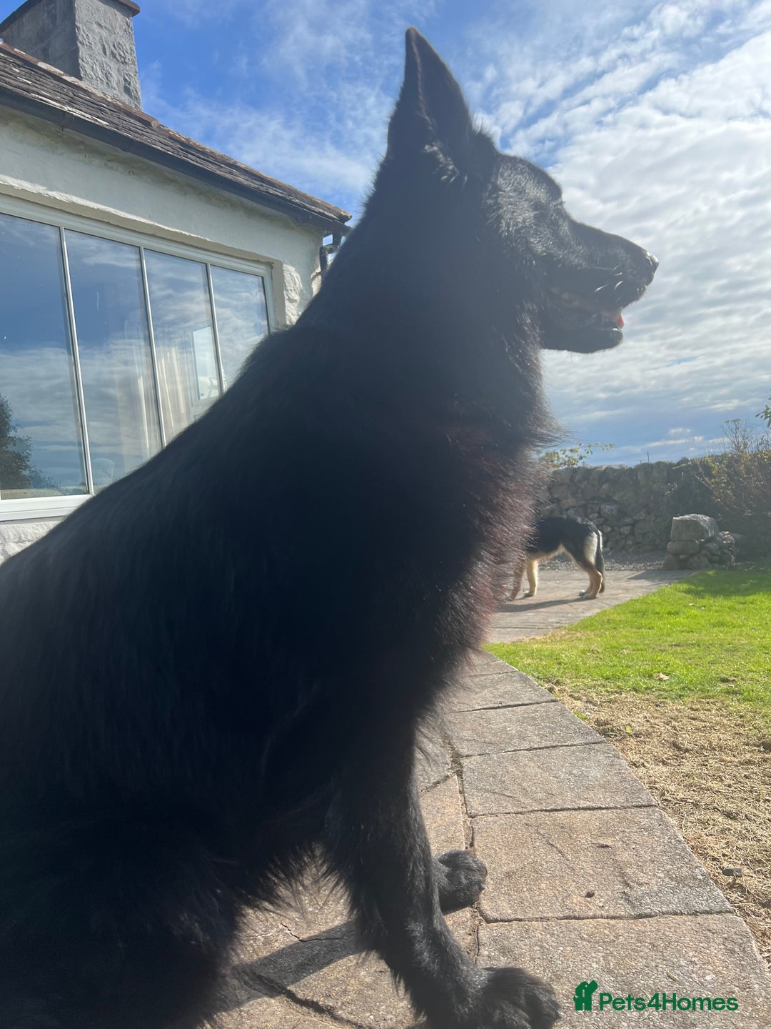 German Shepherd dogs for sale: Black German shepherd  - Advert 5
