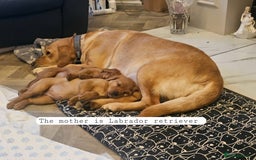 Mixed Breed dogs for sale: Adorable Bonded Labrador x Irish Setter Pups  - Image 4