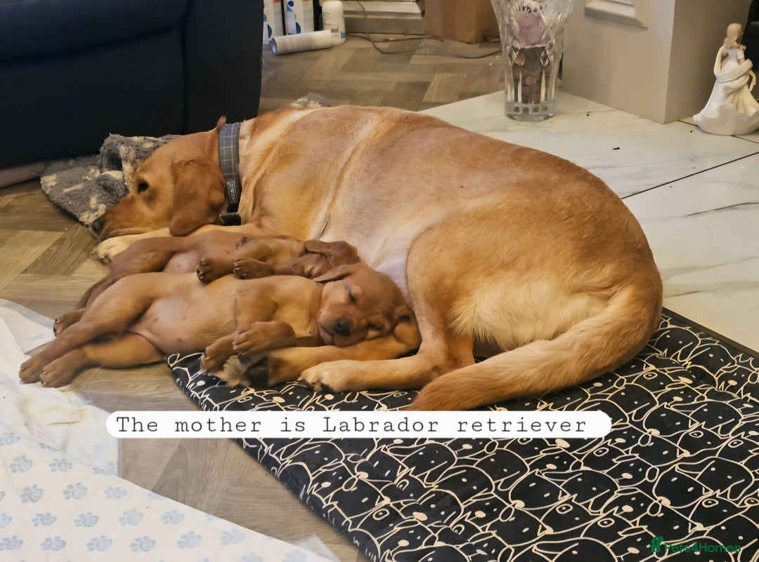 Mixed Breed dogs for sale: Adorable Bonded Labrador x Irish Setter Pups  - Image 4