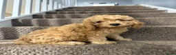 Cockapoo dogs for sale: Three beautiful cockapoo puppies  in Llanelli - Advert 4