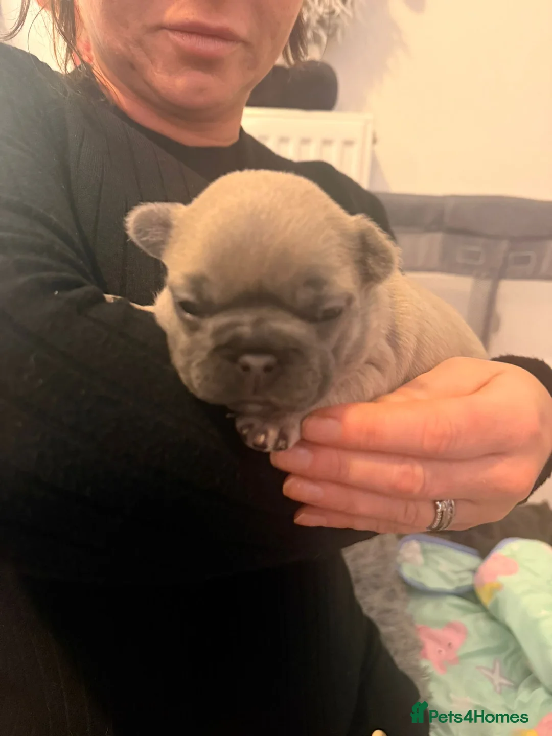 French Bulldog dogs for sale: Beautiful chunky frenchie puppies - Advert 9