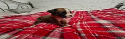 Boxer dogs for sale: Kc boxer puppies - Advert 14