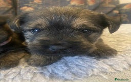 Mixed Breed dogs for sale: Border x Cairn Terrier puppies - Image 12