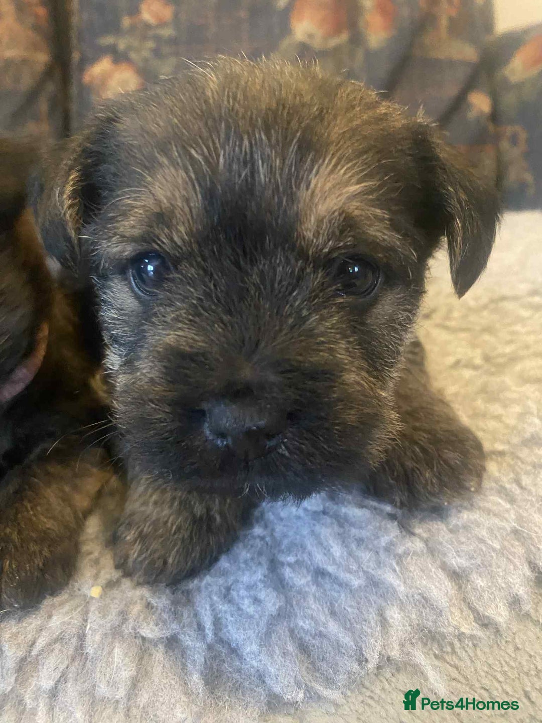 Mixed Breed dogs for sale: Border x Cairn Terrier puppies - Image 12