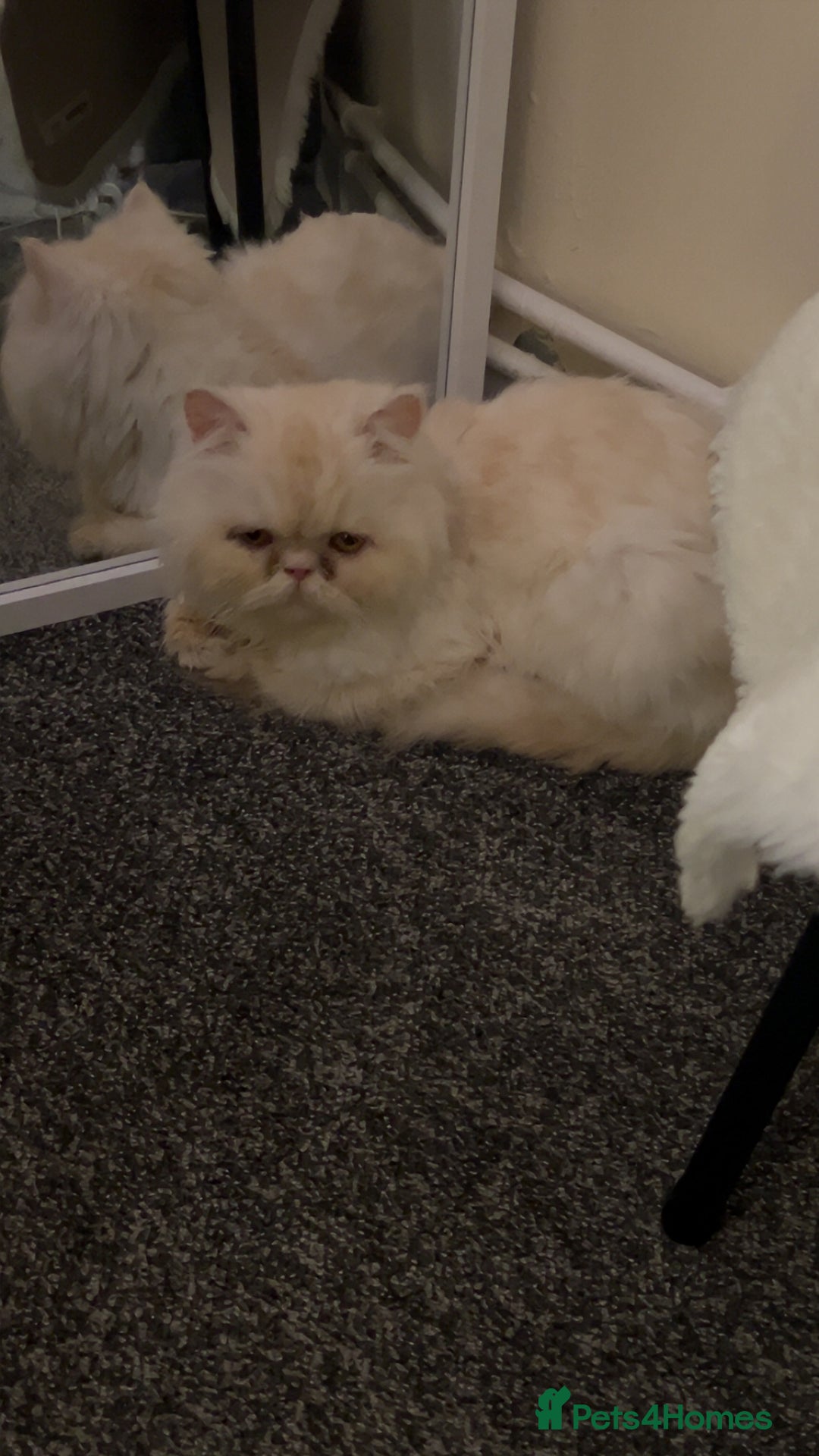 Persian cats for sale: Persian - Advert 2