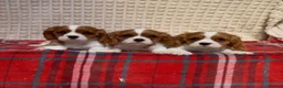 Cavalier King Charles Spaniel dogs for sale: STUNNING CAVALIER KING CHARLES BOYS  - Advert 15