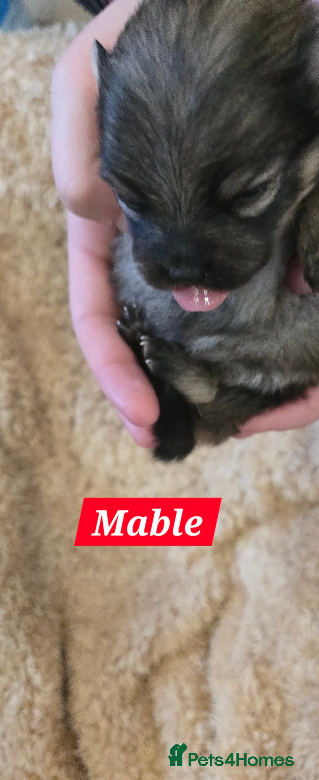 Pomeranian dogs for sale: Pretty Pomeranians  - Advert 5