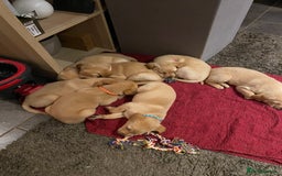 Labrador Retriever dogs for sale: Working Labrador Retriever puppies - Image 5