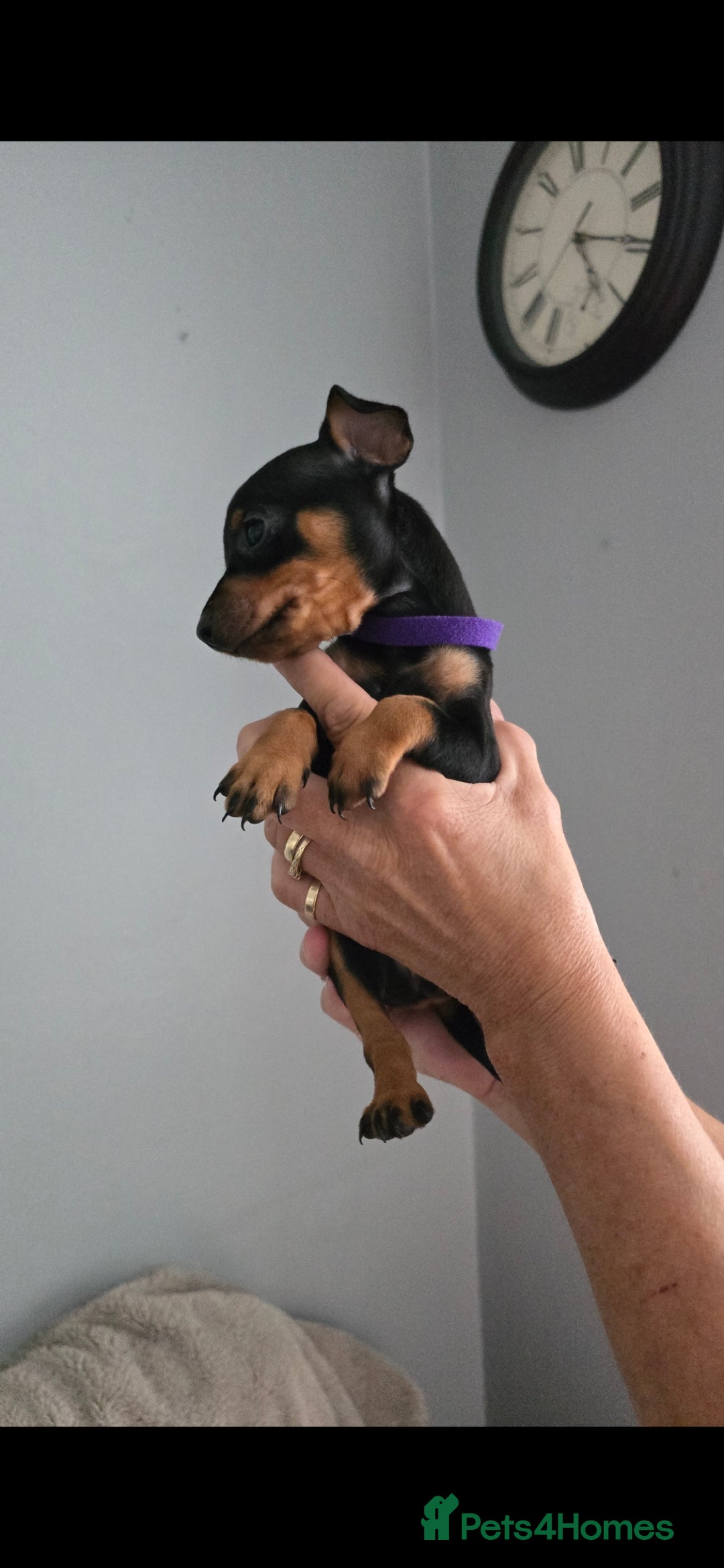 Miniature Pinscher dogs for sale: Beautiful Miniature pinscher Puppies  - Image 17