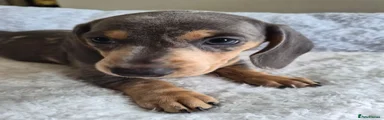 Miniature Dachshund 1
