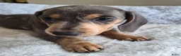 Miniature Dachshund dogs for sale: Miniature Dachshund puppies  in Barnsley - Advert 7