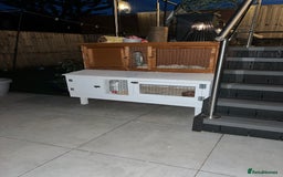 Guinea Pig rodents for sale: Male guinea pig free to good home  - Advert 2