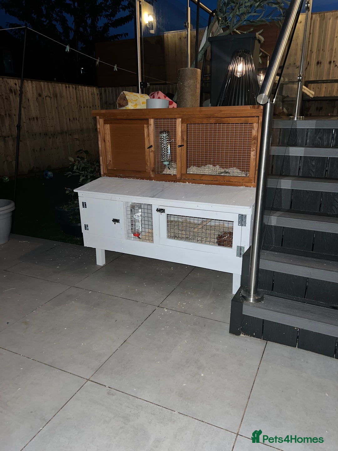 Guinea Pig rodents for sale: Male guinea pig free to good home  - Advert 2