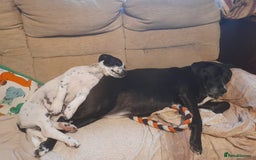 Mixed Breed dogs for adoption: Cheeky pup Zippy - Joyful, playful and loyal - Image 7