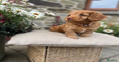 Cockapoo dogs - Advert 4