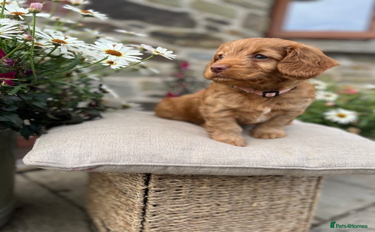 Cockapoo dogs - Advert 2