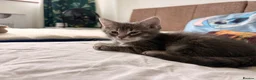 Domestic Shorthair cats for sale: Adorable Male kittens - Advert 4