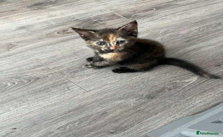 Mixed Breed cats - Advert 16