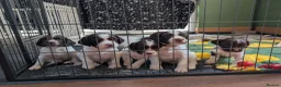 English Springer Spaniel dogs for sale: Springer pups for sale  - Advert 3