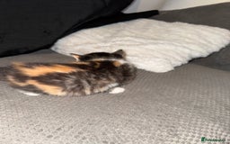 British Shorthair cats for sale: 3 x adorable kittens  - Image 18